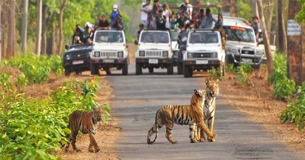 बारिश में जंगलों का ब्रेक! मध्यप्रदेश के सभी टाइगर रिजर्व और नेशनल पार्क 3 महीने के लिए बंद, घूमने के लिए मिलेगी सिर्फ इतनी छूट