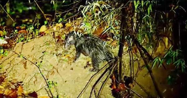 बांधवगढ़ टाइगर रिजर्व में दिखी दुर्लभ ‘सिवेट कैट’, फोटोग्राफर कैमरे में कैद हुई जंगल की रहस्यमयी प्रजाति