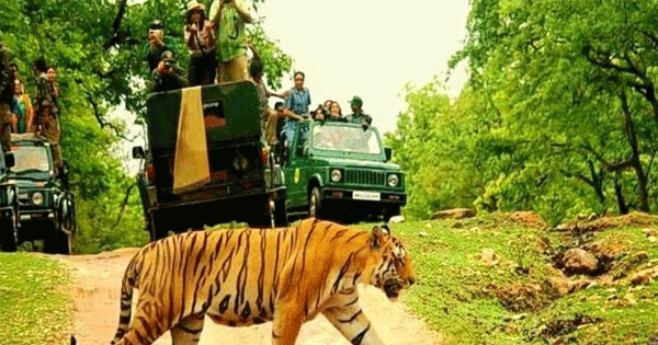 एमपी के टाइगर रिजर्व और नेशनल पार्कों में सफारी होगी महंगी, 1 अक्टूबर से टिकट दरों में 10% बढ़ोतरी, विदेशी पर्यटकों को चुकानी होगी दोगुनी फीस