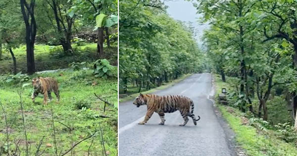 पन्ना में बाघ की दहशत और रोमांच का दृश्य, नेशनल हाईवे-39 पर रिमझिम बारिश में सड़क पार करता दिखा बाघ, पर्यटक हुए रोमांचित