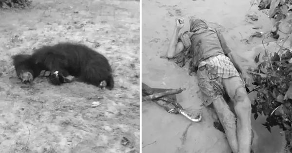 सीधी : भालू के हमले में तीन लोगों की मौत, चार घायल, गुस्साए ग्रामीणों ने भालू को मार डाला