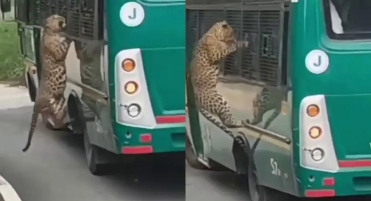 बन्नेरघट्टा नेशनल पार्क में तेंदुए ने सफारी बस पर किया हमला, 56 वर्षीय महिला घायल