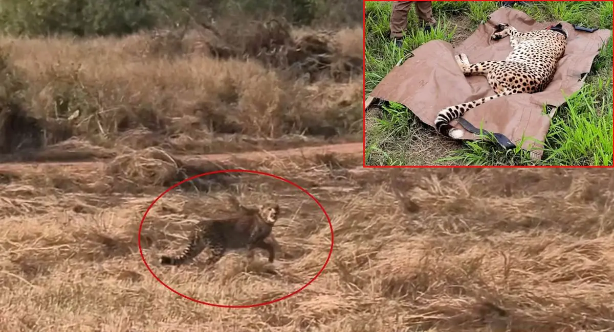 चीता वीरा के शावक की मौत,  24 घंटे पहले ही CM ने खुले जंगल में छोड़ा था