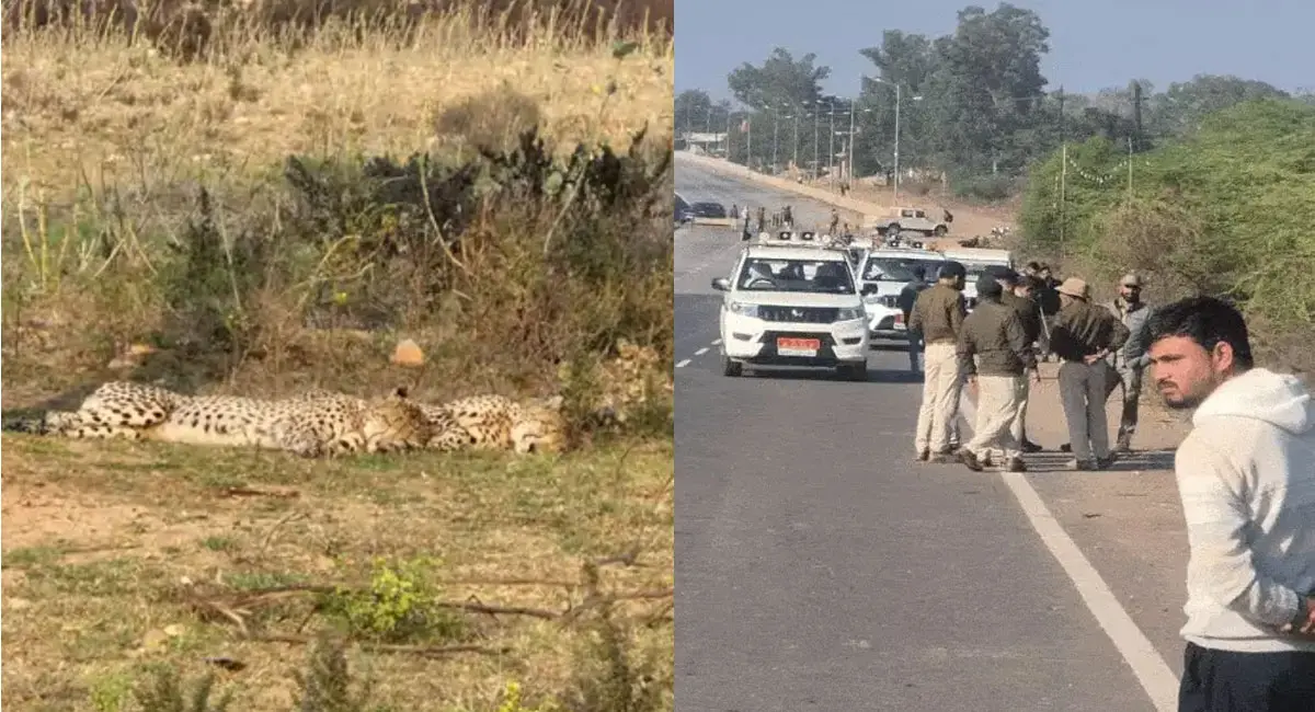 आगरा-मुंबई हाईवे पर तेज रफ्तार वाहन ने कुचला, दूसरे की तलाश जारी