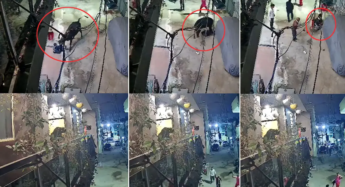 सांड ने मासूम को सींग से उठाकर पटका, सिर और चेहरे पर लगे 25 टांके