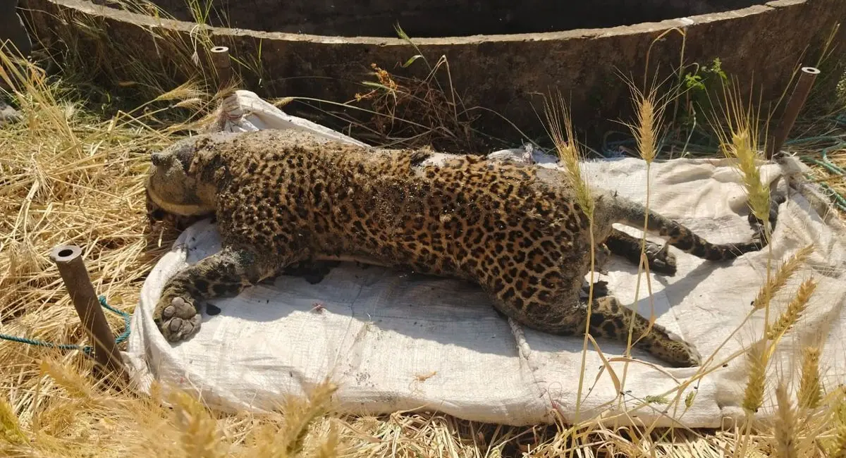 कुएं में गिरने से गई जान, पनपथा क्षेत्र में मृत मिला 4 साल का नर तेंदुआ