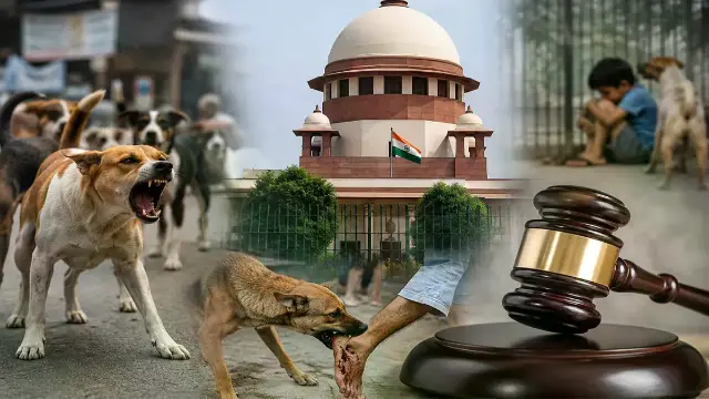 Stray Dogs पर सुप्रीम कोर्ट सख्त, बोला- लोगों की जान सबसे जरूरी
