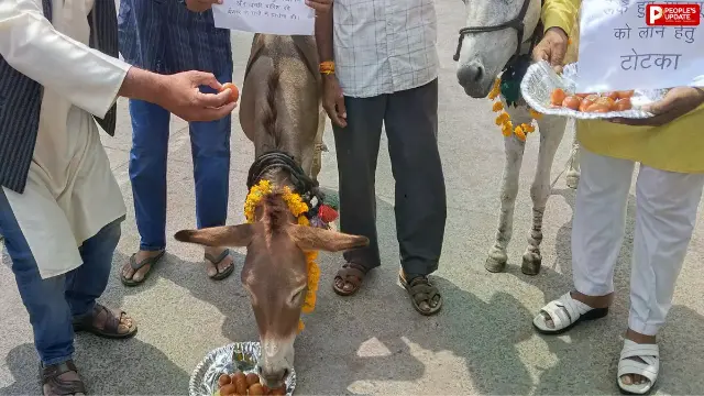 भोपाल में गधों को खिलाए गए गुलाब जामुन, 44 जिलों में बारिश का अलर्ट