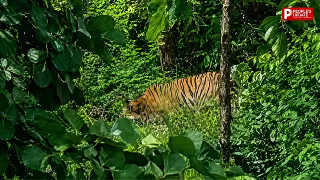 खेतों और फार्म हाउस के पास दिखने का दावा, वन विभाग ने कराई मुनादी- शाम के बाद अकेले न निकलें