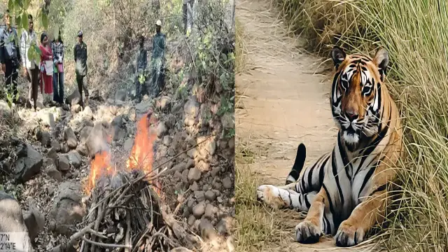 सांगाखेड़ा में बाघ को मारकर गाड़ा, वन विभाग की मॉनिटरिंग पर उठे सवाल