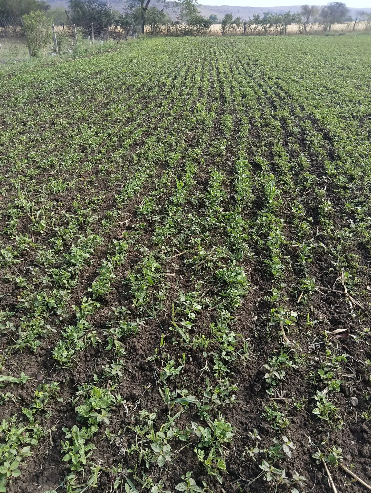 /img/116/1776523894200