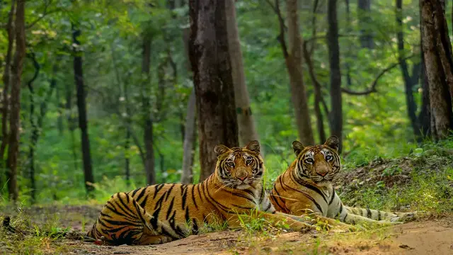 सतपुड़ा टाइगर रिजर्व में फिर हुई बाघ की मौत, सुरक्षा व्यवस्था पर उठे गंभीर सवाल