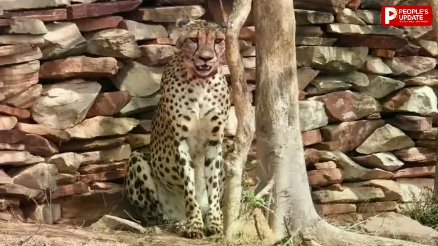 घायल मादा चीता KGP-11 की इलाज के दौरान मौत, कूनो चीता परियोजना को बड़ा झटका