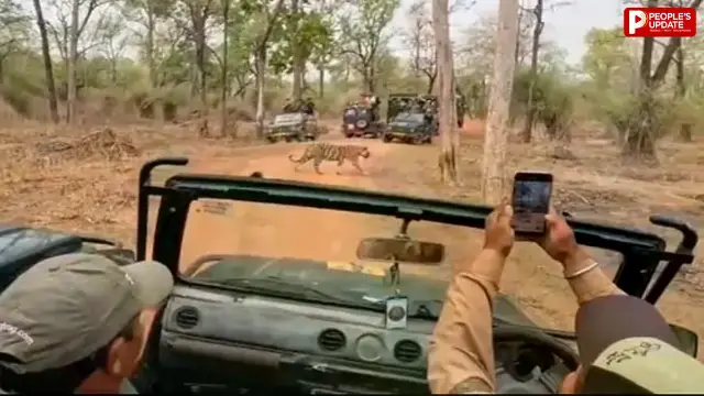 मोबाइल से टाइगर रिकॉर्ड करते दिखे जिप्सी चालक, वायरल वीडियो के बाद जांच शुरू
