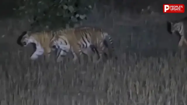 स्टेट हाईवे पर बढ़ा ‘टाइगर टेरर’, 48 घंटे में तीन बार हमले की कोशिश; रात का सफर बना चुनौती