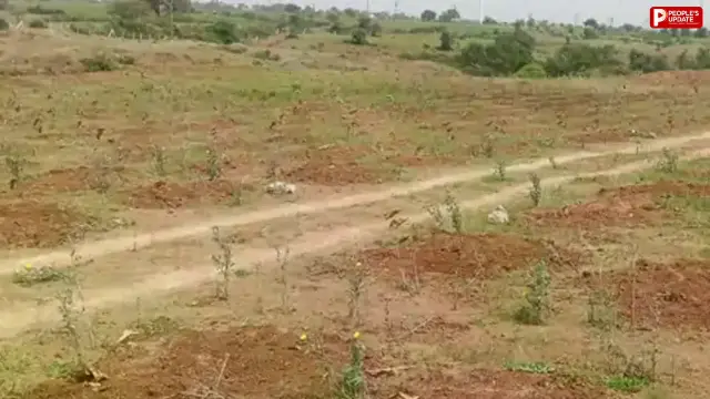 ₹1.91 करोड़ का पौधारोपण फेल, मेट्रो परियोजना की भरपाई के लिए लगाए गए हजारों पौधे तीन महीने में सूखे