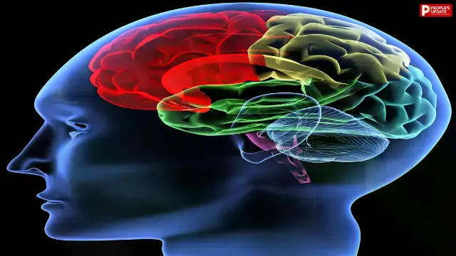 क्या हम सच में दिमाग का सिर्फ 10% इस्तेमाल करते हैं? जानिए ब्रेन से जुड़े 5 सबसे बड़े मिथकों की सच्चाई