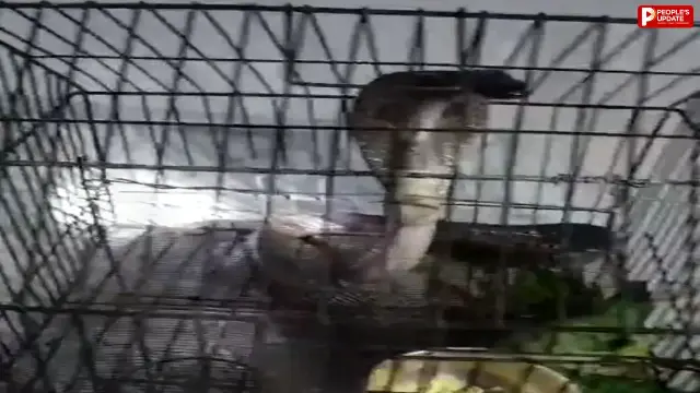 तोते ने बचाई पूरे परिवार की जान, कोबरा के हमले में गंवाई अपनी जिंदगी
