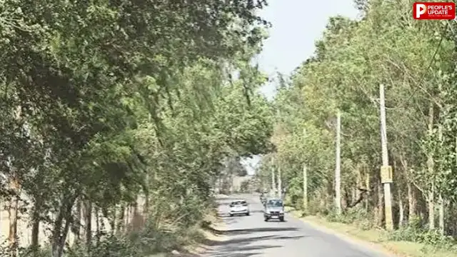 पेड़ सूखे तो SDO और सब इंजीनियर पर होगी कार्रवाई, PWD ने जारी किए सख्त निर्देश