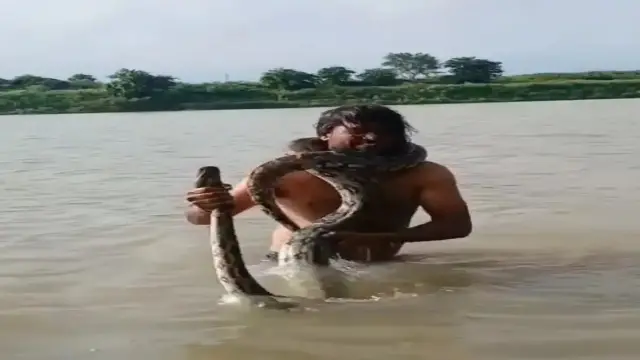 बेतवा नदी में नहाने उतरे युवक को अजगर ने जकड़ा, सर्प मित्र ने बचाई जान