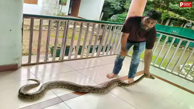 धान के खेत में दिखा 10 फीट लंबा अजगर, वन विभाग की टीम ने सुरक्षित किया रेस्क्यू