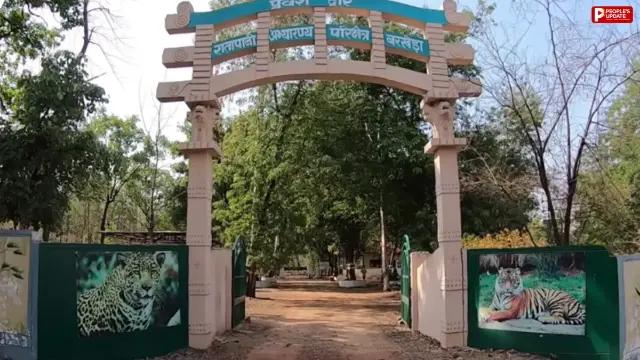 रातापानी के दाहोद में धान के खेत में मिली 4 साल की बाघिन की लाश, करंट से मौत की आशंका