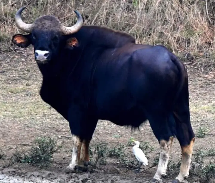 /img/118/1775728391042