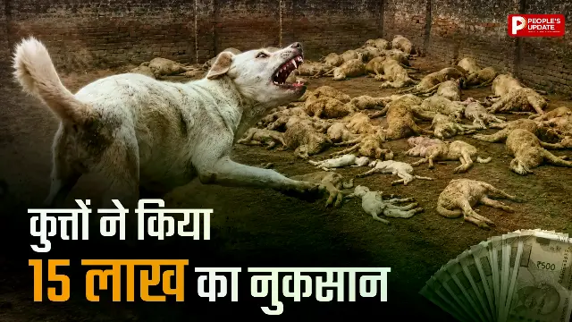 आवारा कुत्तों का आतंक,110 भेड़ों को नोच खाया, मालिक ने बताया- 15 लाख का नुकसान  