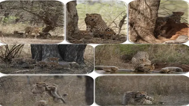 मदर्स डे पर कूनो की चीता माताओं पर बनी शॉर्ट फिल्म रिलीज, भारत में चीतों का कुनबा बढ़कर हुआ 57