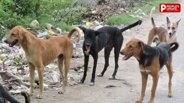 रायपुर में कुत्तों को खाना खिलाने के लिए नए नियम, 70 वार्डों में बने फीडिंग जोन