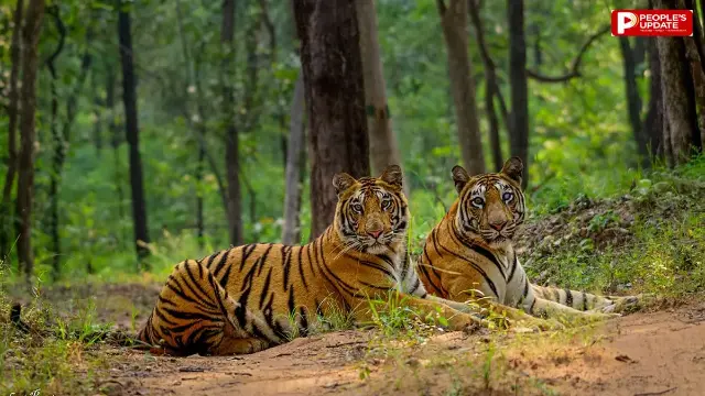 अब 1 अक्टूबर को खुलेंगे मढ़ई के गेट, कोर जोन में जाने पर लगेगी पाबंदी 