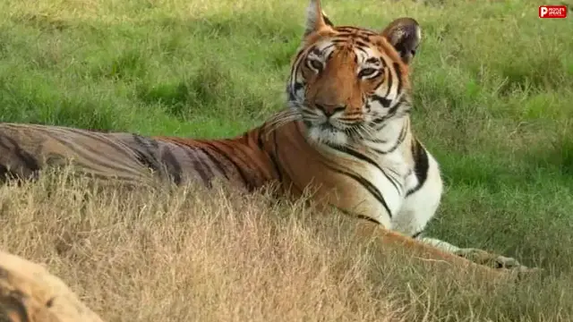एसटीआर ने जारी की एडवाइजरी, लोगों से सुरक्षा नियमों का पालन करने की अपील