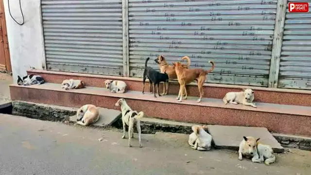 ग्वालियर: आवारा कुत्तों का आतंक, 8 महीने में 8 हजार से ज्यादा लोग डॉग बाइट के शिकार