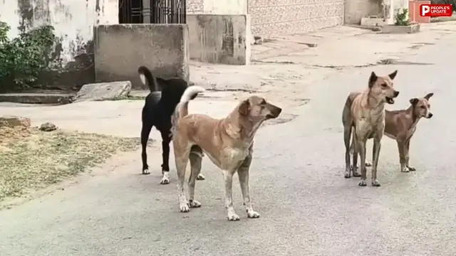 भोपाल में नसबंदी दोगुनी फिर भी डॉग बाइट के मामले बढ़े, 4 साल में 45 हजार से 96 हजार पहुंचा आंकड़ा