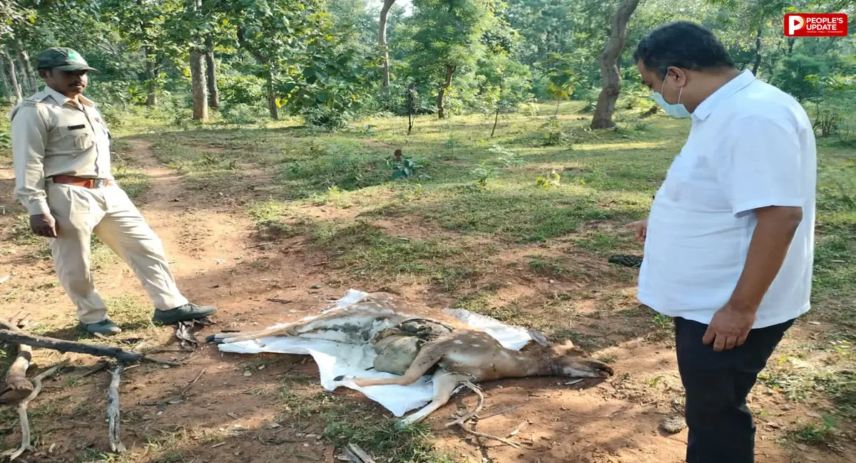 सतपुड़ा टाइगर रिजर्व में मृत मिला चीतल, शव परीक्षण में आवारा कुत्तों के हमले की आशंका
