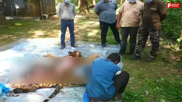 मंडला: कान्हा नेशनल पार्क में इलाज के दौरान बाघिन की मौत, एक महीने से कमजोर थी 