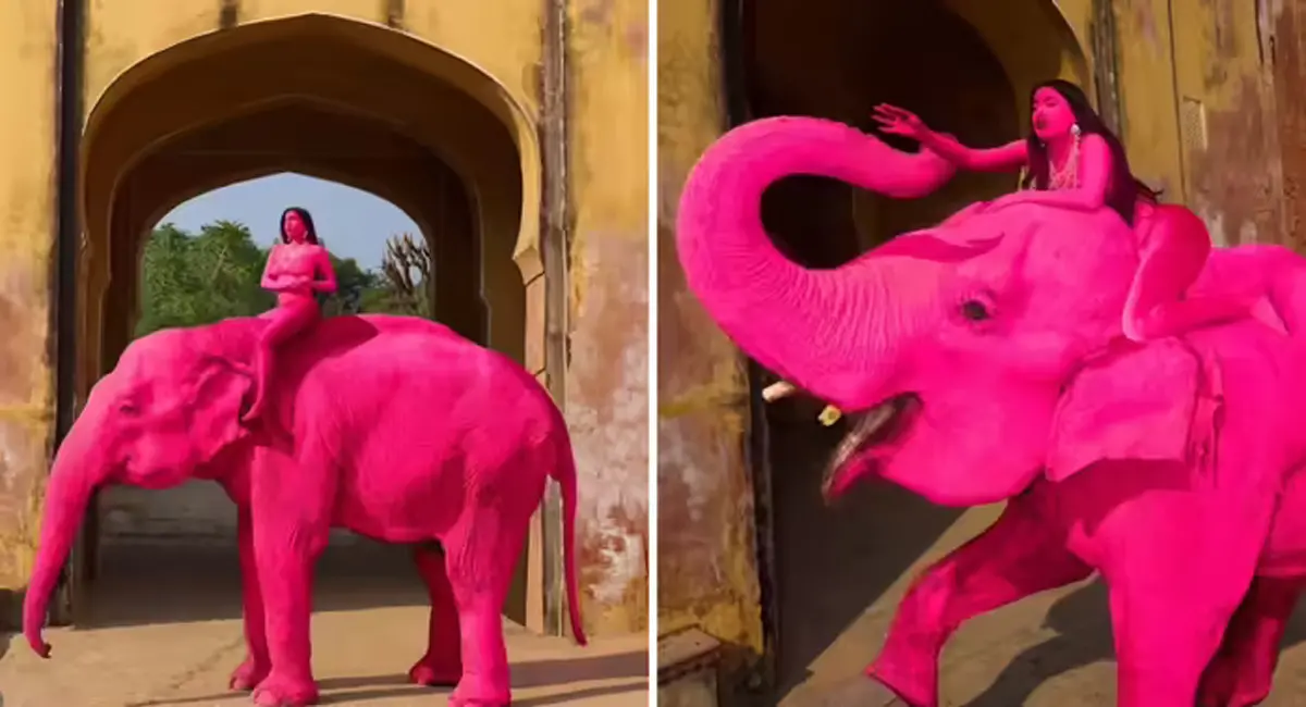 इसलिए हाथी को ही रंग दिया गुलाबी! विदेशी फोटोग्राफर पर फूटा गुस्सा