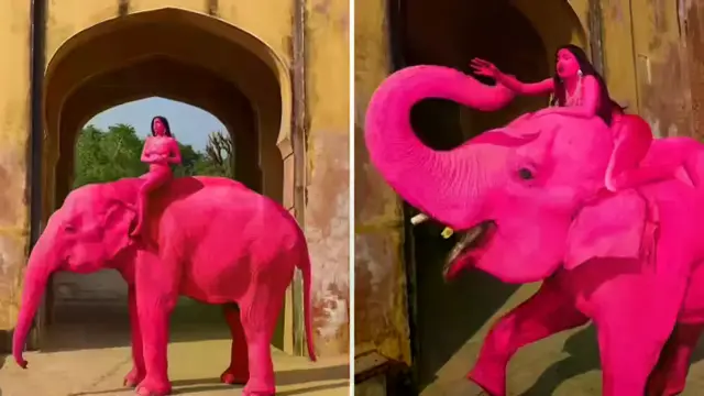 इसलिए हाथी को ही रंग दिया गुलाबी! विदेशी फोटोग्राफर पर फूटा गुस्सा