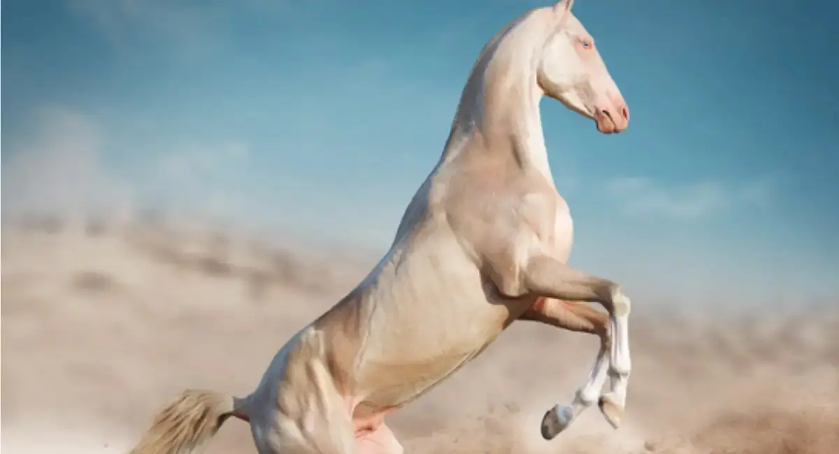 /img/119/1775818039752