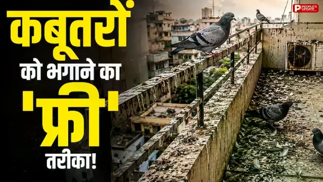 बिना ₹1 खर्च किए घर के इस 'कबाड़' से भगाएं दूर