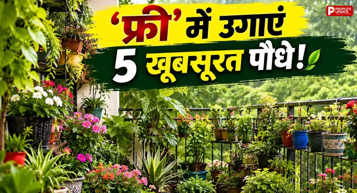 बारिश में बिना पैसे उगाएं ये 5 खूबसूरत पौधे, सिर्फ एक कटिंग से तैयार होगा नया पौधा; बालकनी दिखेगी हरी-भरी