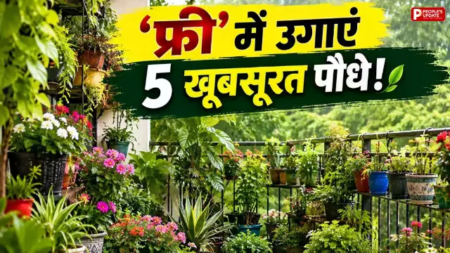 बारिश में बिना पैसे उगाएं ये 5 खूबसूरत पौधे, सिर्फ एक कटिंग से तैयार होगा नया पौधा; बालकनी दिखेगी हरी-भरी