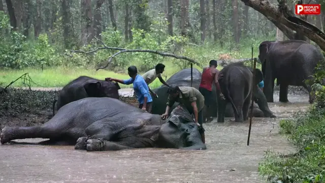 बूंदों के बीच हाथियों का ‘फैमिली टाइम’, नाना गौतम संग कृष्णा की मस्ती ने जीता दिल