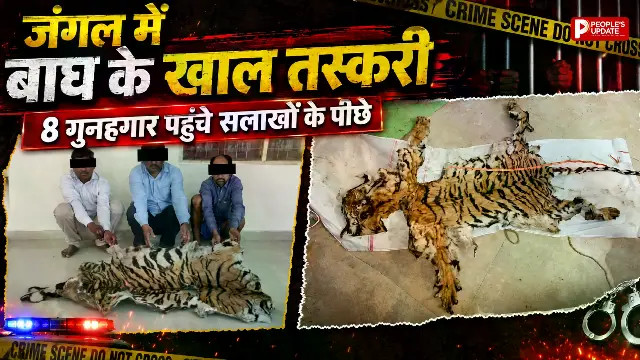 बाघों के शिकारी बेनकाब: इंद्रावती टाइगर रिजर्व में खाल तस्करी सिंडिकेट का पर्दाफाश, 8 गिरफ्तार