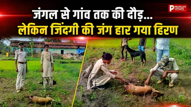 झुंड से बिछड़ा हिरण, गांव में घुसते ही आवारा कुत्तों का हमला, दर्दनाक मौत