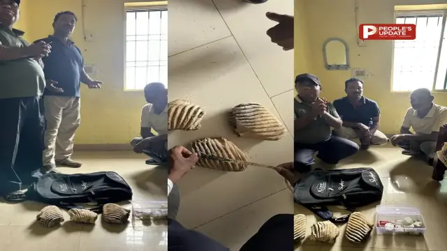 बलरामपुर में हाथी दांत तस्करी पर विभाग और WCCB की बड़ी कार्रवाई : धर्मशाला से 3 आरोपी गिरफ्तार