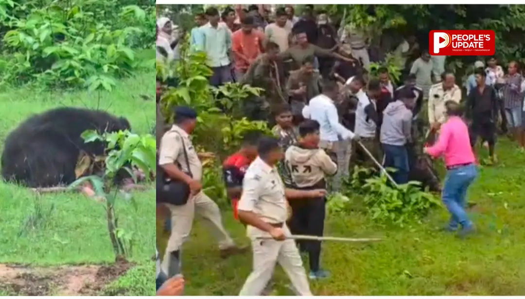 कांकेर में मादा भालू का कहर: दो सगे भाई-बहन की मौत, तीसरी बहन जिंदगी की जंग लड़ रही,4 घंटे बाद काबू में आया भालू