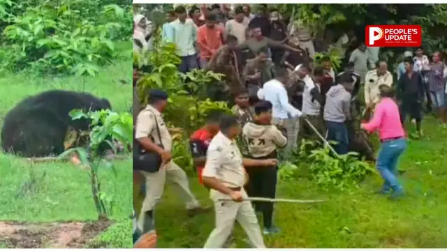 कांकेर में मादा भालू का कहर: दो सगे भाई-बहन की मौत, तीसरी बहन जिंदगी की जंग लड़ रही,4 घंटे बाद काबू में आया भालू