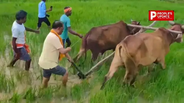 बगिया के खेत में मुख्यमंत्री ने की बियासी, मिट्टी की खुशबू ने जगाईं पुरानी यादें; बोले- खेती-किसानी से जुड़ाव मन को देता है सुकून