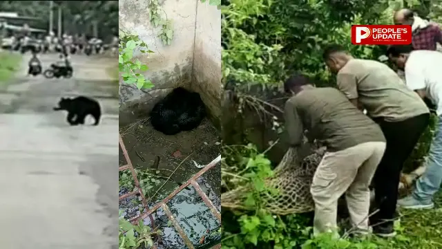 कांकेर में 7 फीट गहरे सेप्टिक टैंक में गिरे भालू के दो शावक, बचाने पहुंची मादा ने ग्रामीणों को दौड़ाया